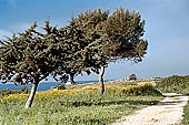 Selinunte Acropolis. Distant view of Temple C